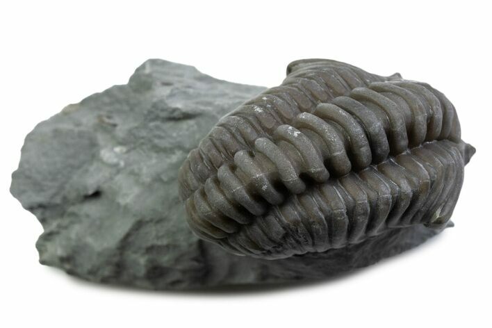 Long Curled Flexicalymene Trilobite - Mt Orab, Ohio #375290